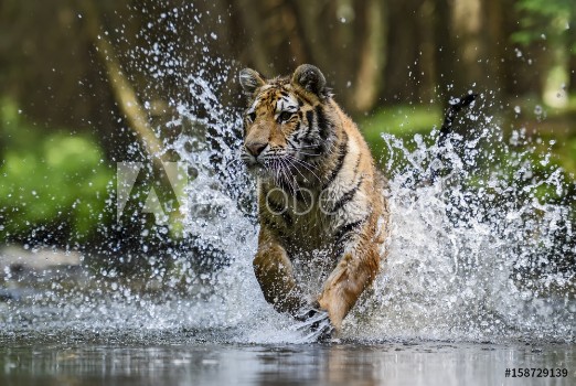 Picture of Siberian Tiger hunting in the river